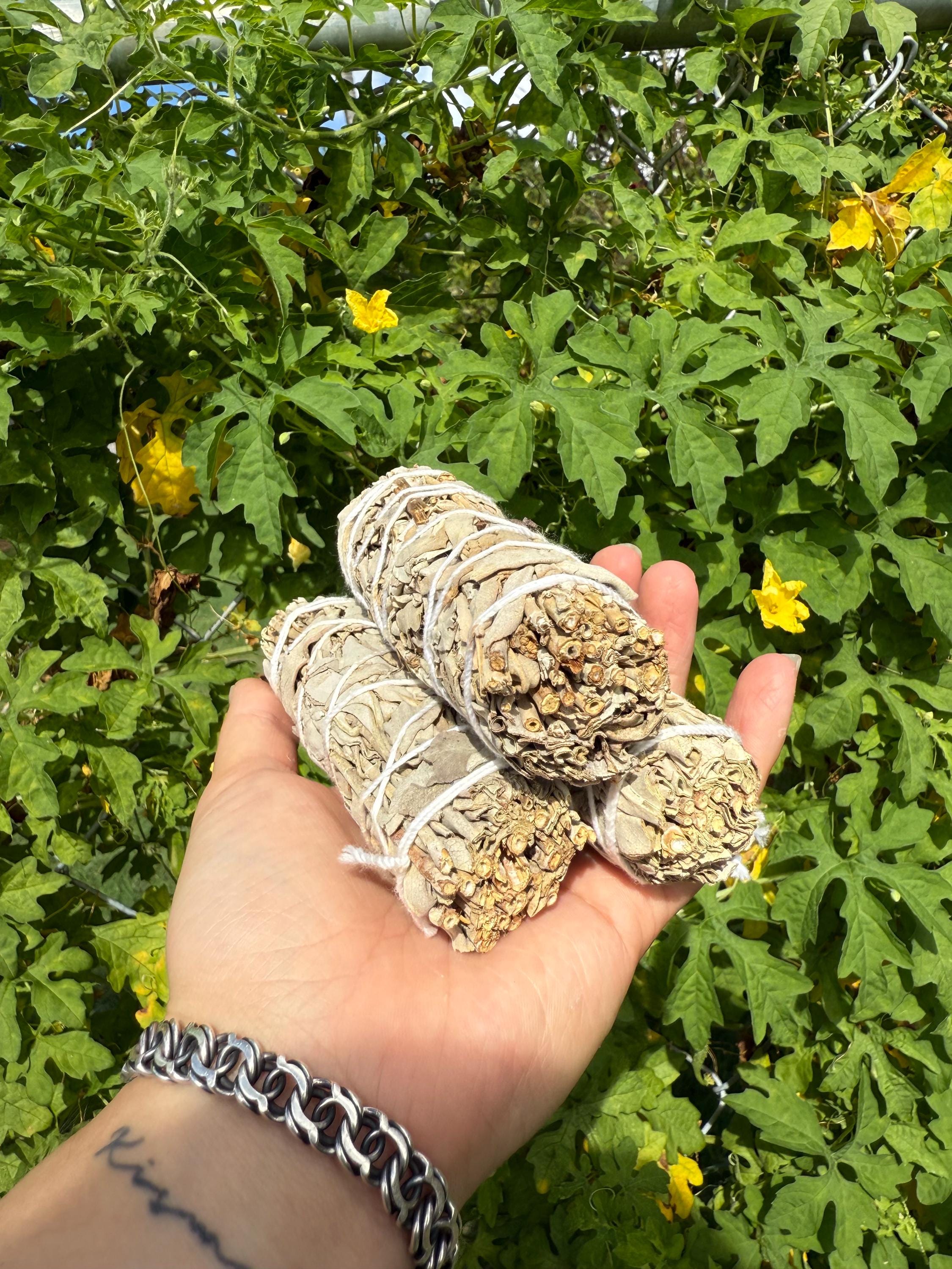 White Sage: Cleansing and Purification